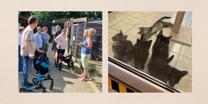 Eine Collage mit zwei Fotos. Links eine kleine Personengruppe vor einem Tiergehege. Eine Frau spricht zu den Teilnehmer*innen der Gruppe. Rechts ein paar junge Katzen, die durch eine Glasscheibe schauen.